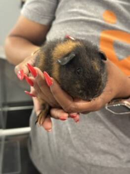Rescue Guinea Pig Guinea Pigs for Adoption in Savannah, Georgia - Curly | PetCurious